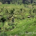 rice_ubud_h_0016_bal0831.jpg